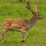 Danielius (lot. Dama dama, angl. Fallow Deer, vok. Damhirsch) – elninių (Cervidae) šeimos žinduolis.