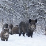 Šernas (lot. Sus scrofa, angl. Wild boar, vok. Wildschwein) – kiaulinių (Suidae) šeimos žinduolis, priklausantis porakanopių (Artiodactyla) būriui.